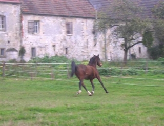 Centro ecuestre en Pontpoint 